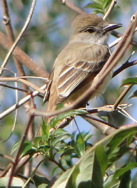 Brown-crested Flycatcher - eBird