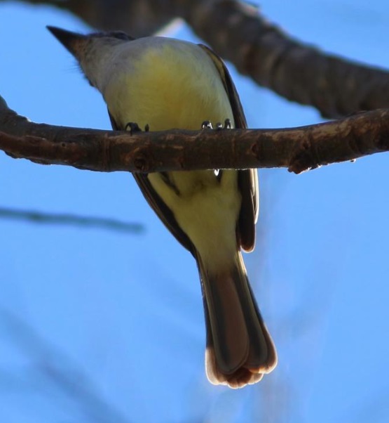 Brown-crested Flycatcher - eBird