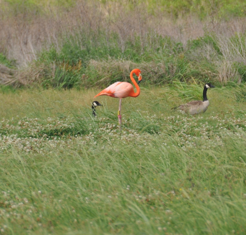slackajack flamingo