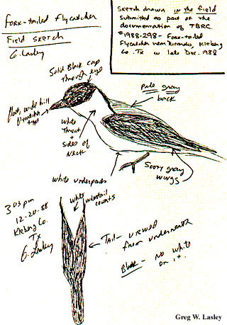 Field Notes From My First Rare-Bird Sighting